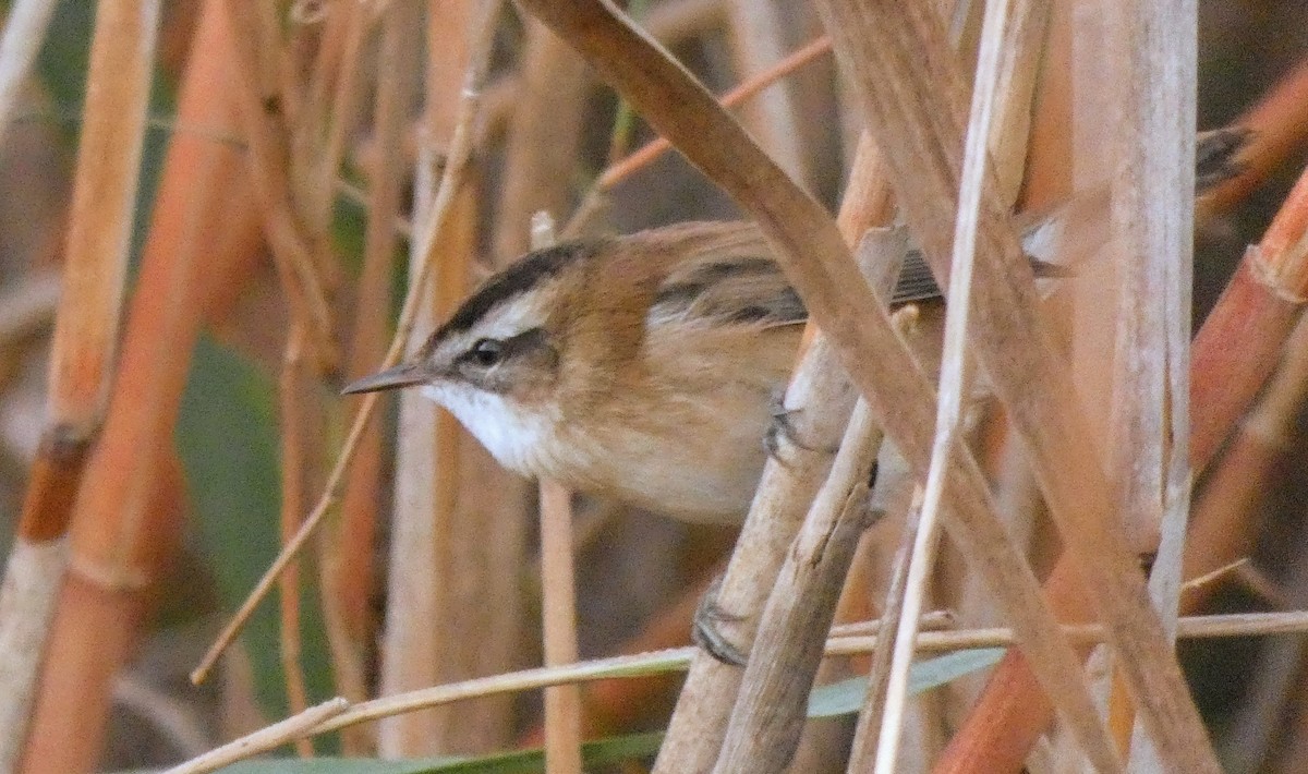 Moustached Warbler - ML626471653