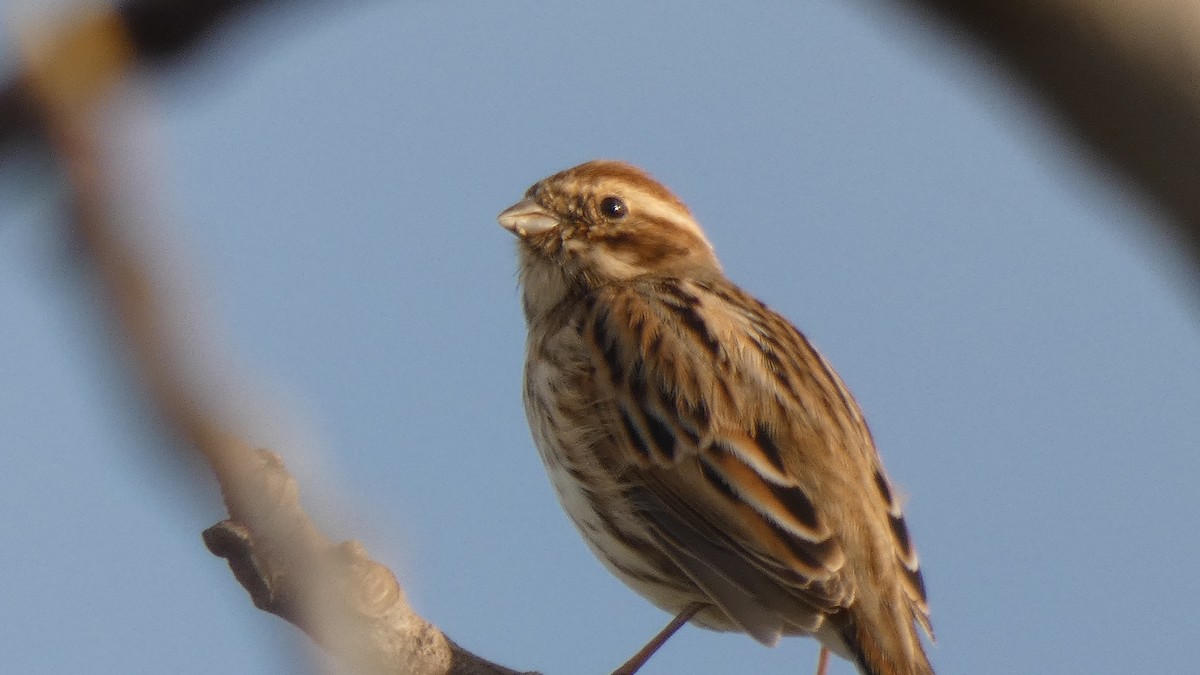 Reed Bunting - ML626471666