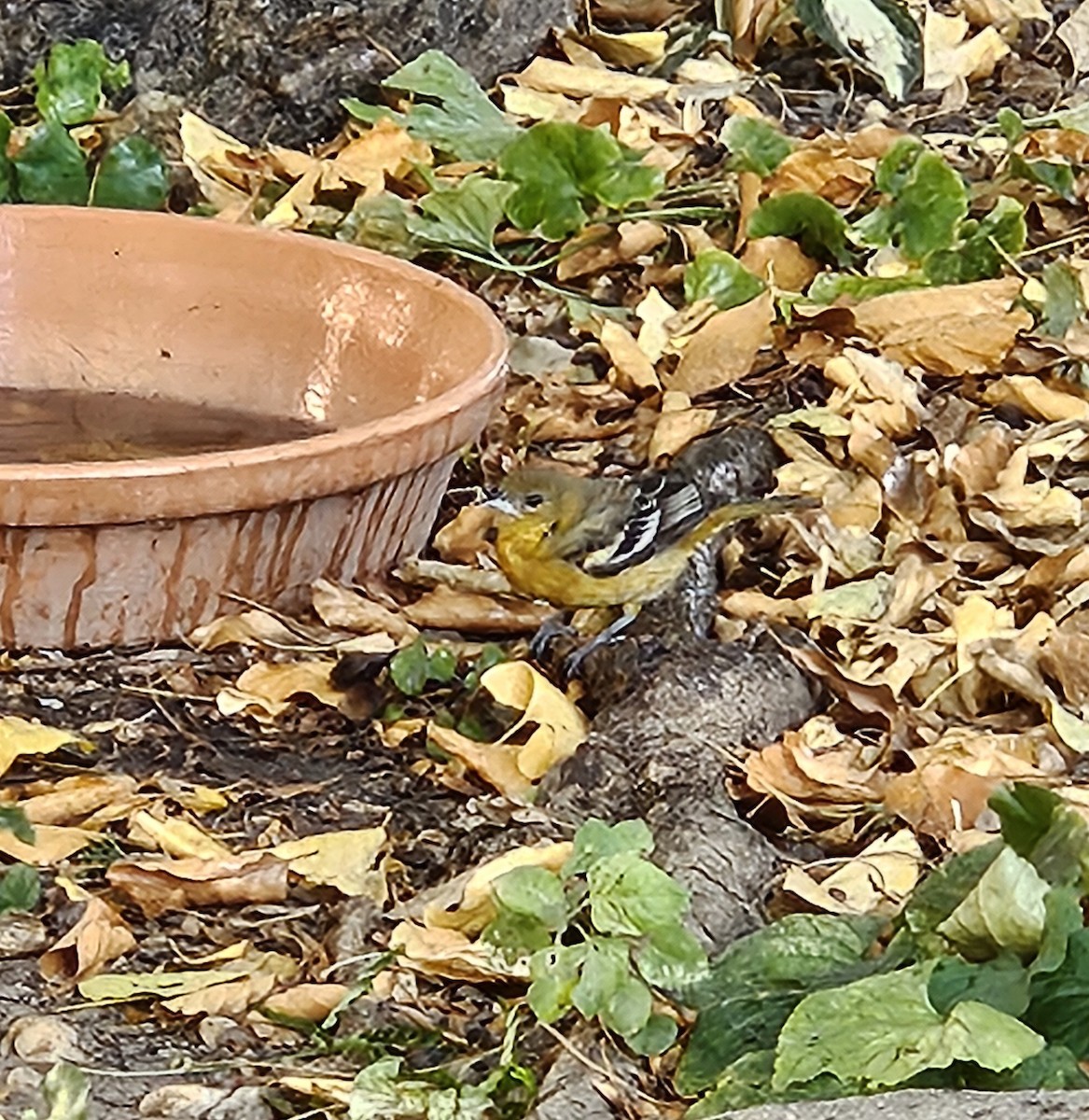 Oriole de Baltimore - ML626471904