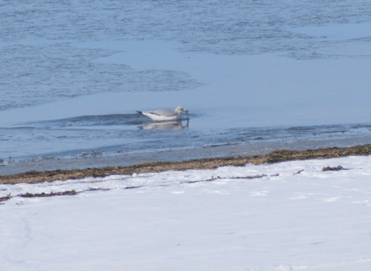 Ring-billed Gull - ML626471967