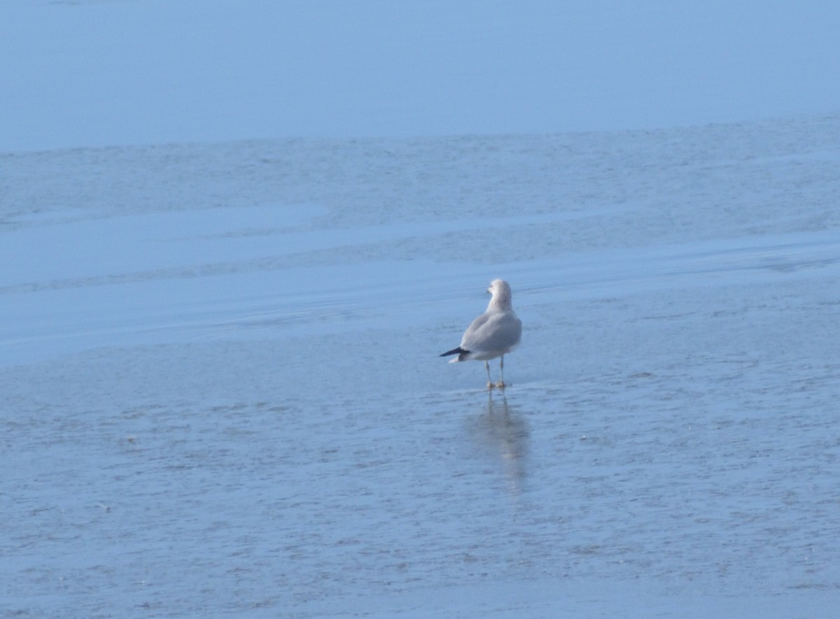 Ring-billed Gull - ML626471970