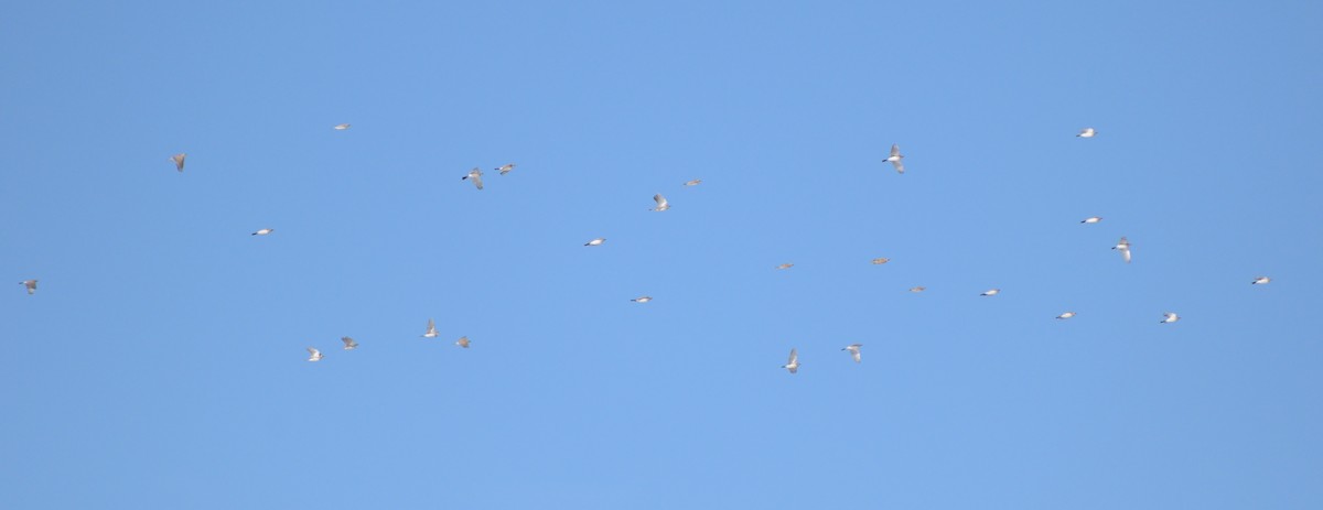 Horned Lark - ML626471982