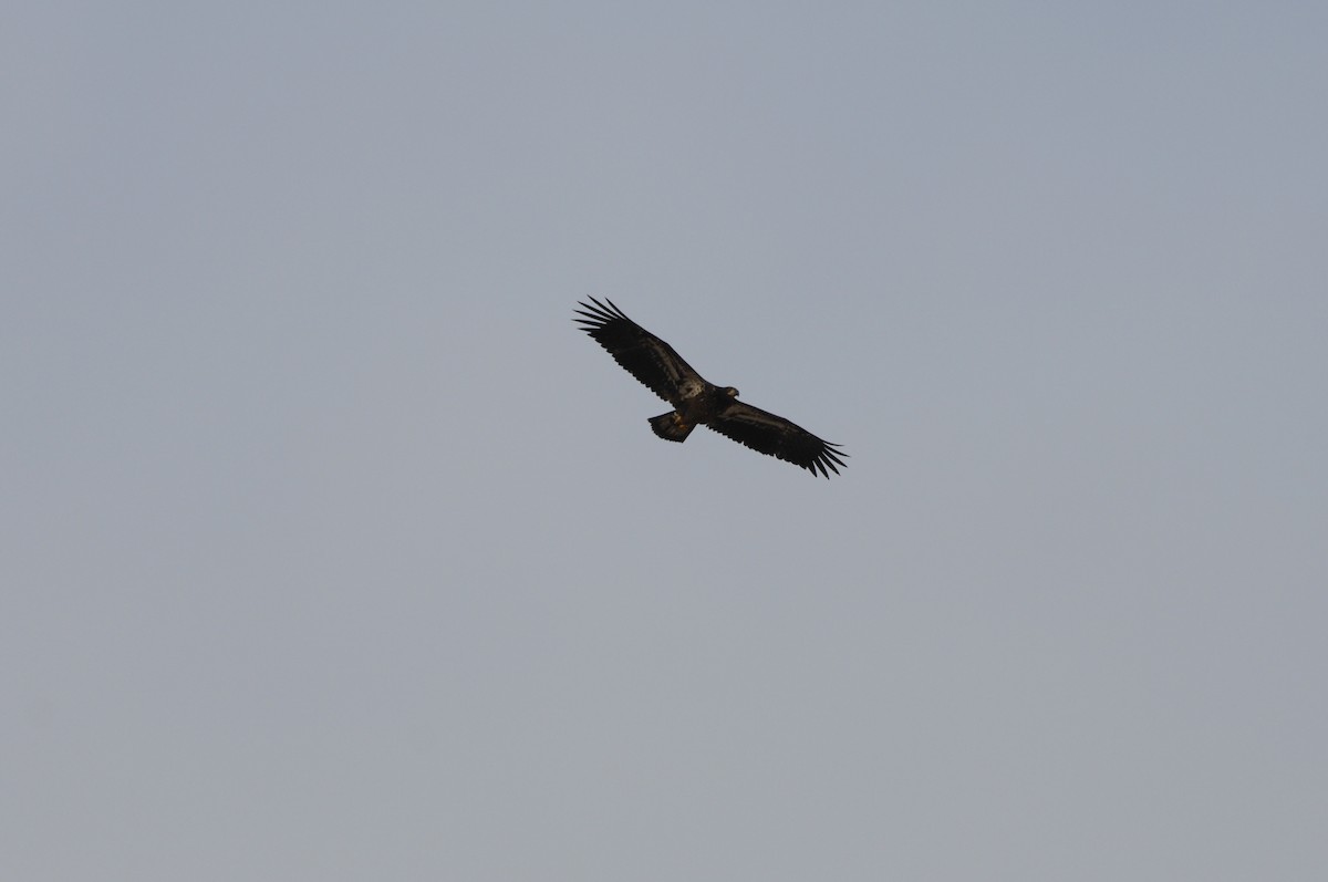 Bald Eagle - ML626471989