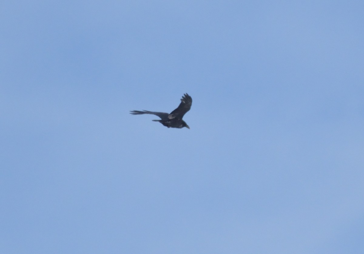 Common Raven - ML626471992
