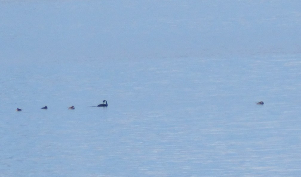Ruddy Duck - ML626471996