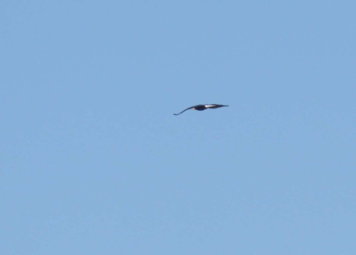 Bald Eagle - ML626472009