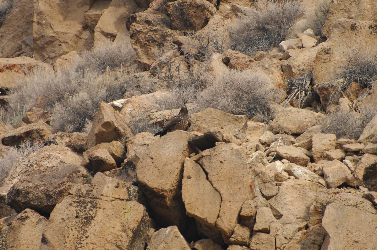 Bald Eagle - ML626472011