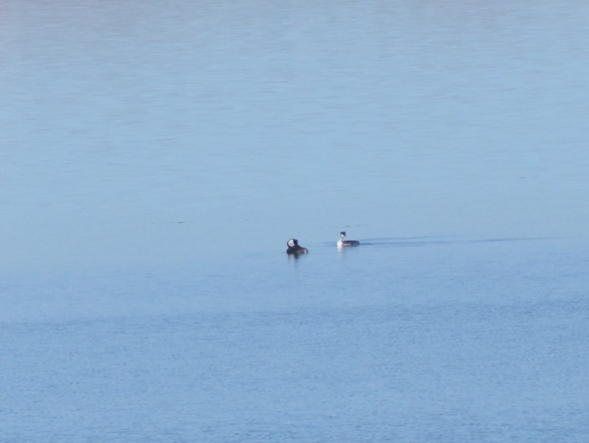 Western Grebe - ML626472014