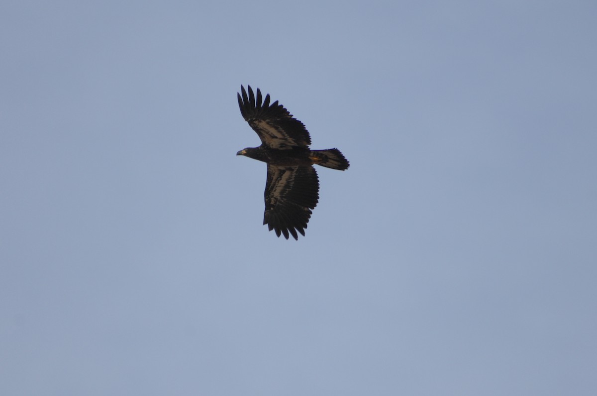 Bald Eagle - ML626472015