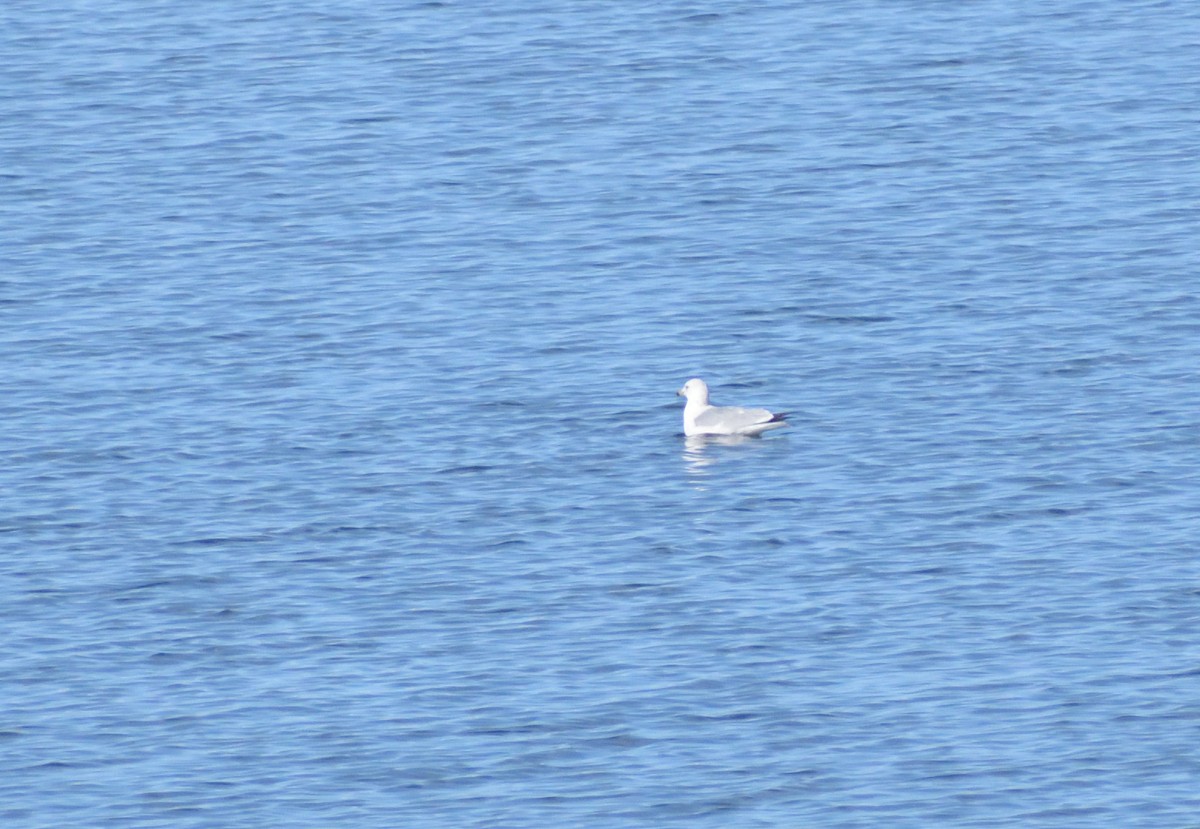 Ring-billed Gull - ML626472022