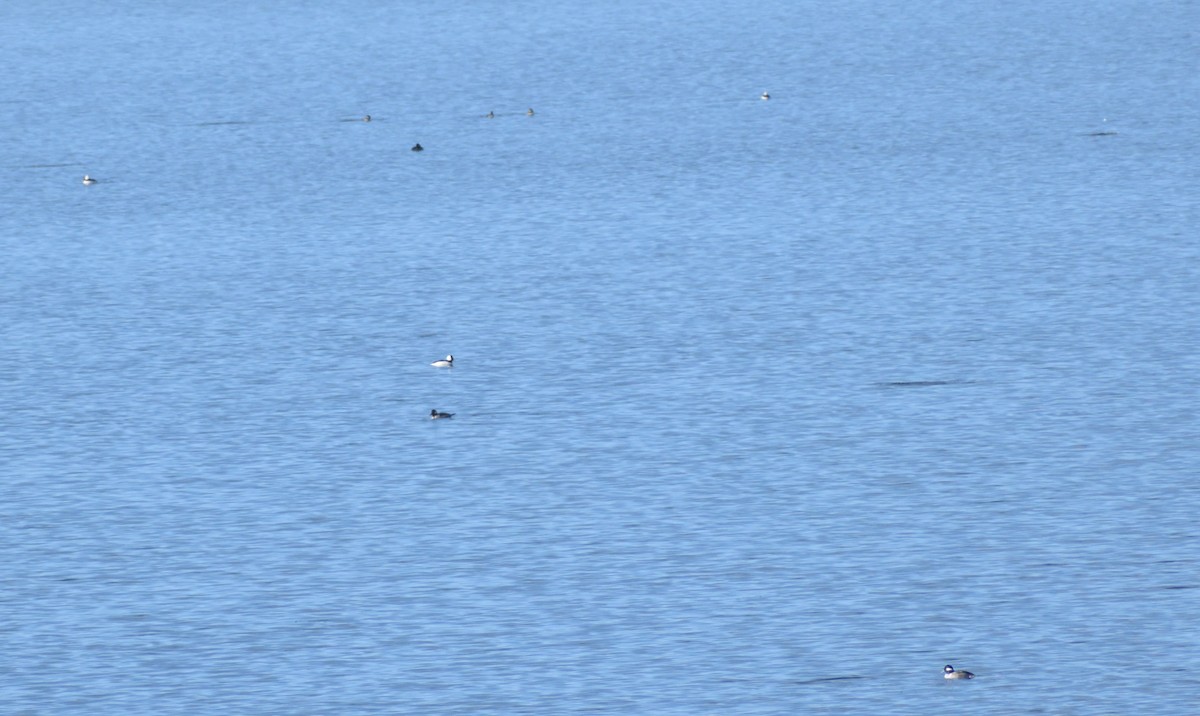 Bufflehead - ML626472026