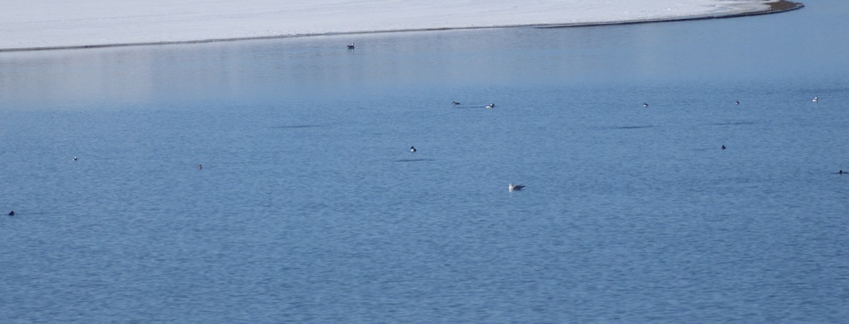 Bufflehead - ML626472033