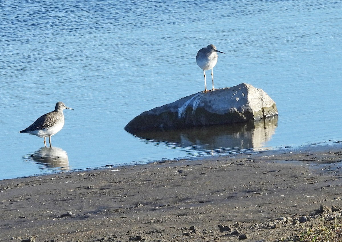 Greater Yellowlegs - ML626472286