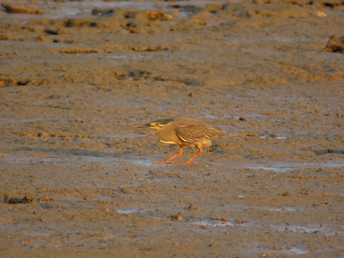 Striated Heron - ML626472442