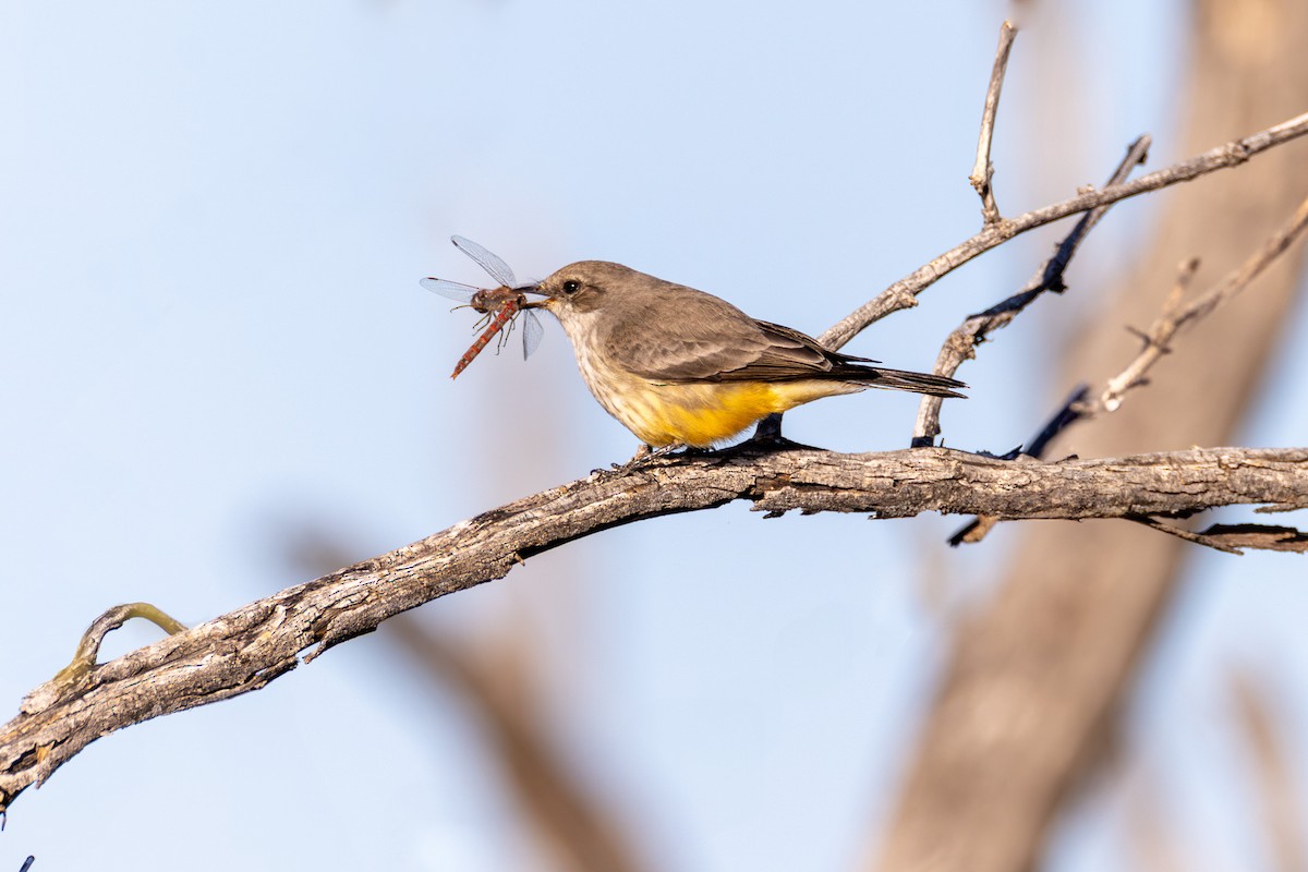 Vermilion Flycatcher - ML626472484