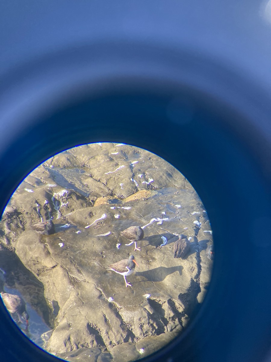American Oystercatcher - ML626472517