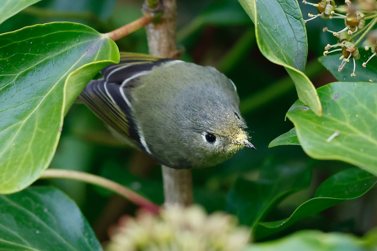 Ruby-crowned Kinglet - ML626472536