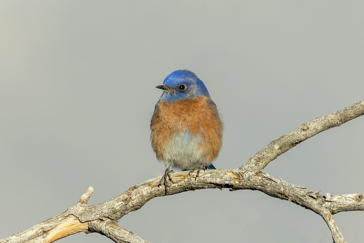 Western Bluebird - ML626472592