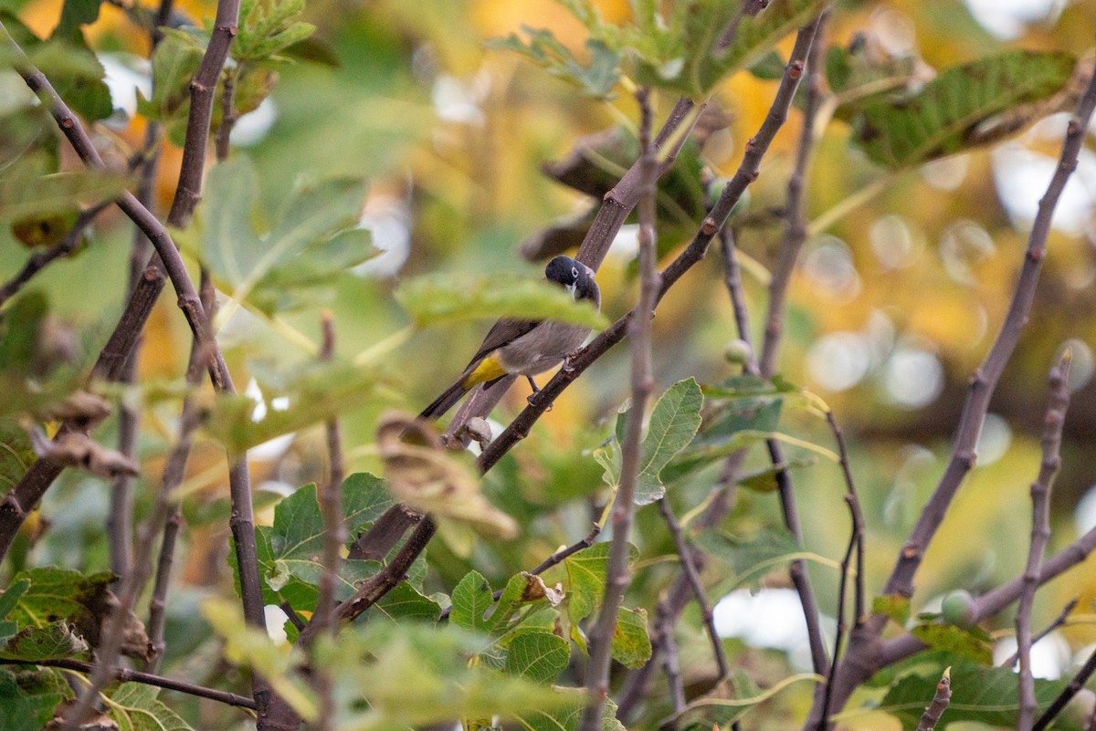 White-spectacled Bulbul - ML626472817