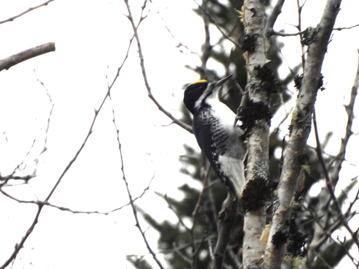 Black-backed Woodpecker - ML626472836