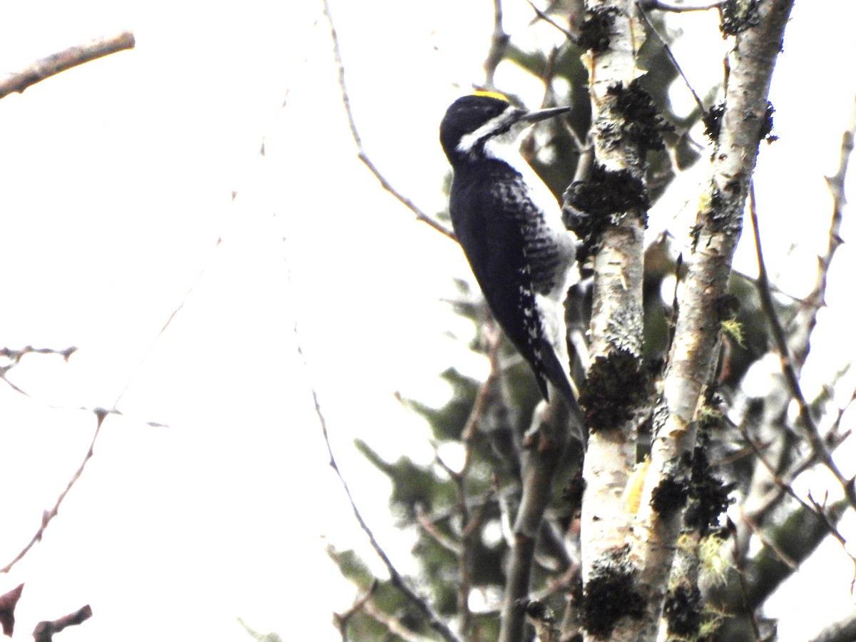 Black-backed Woodpecker - ML626472837