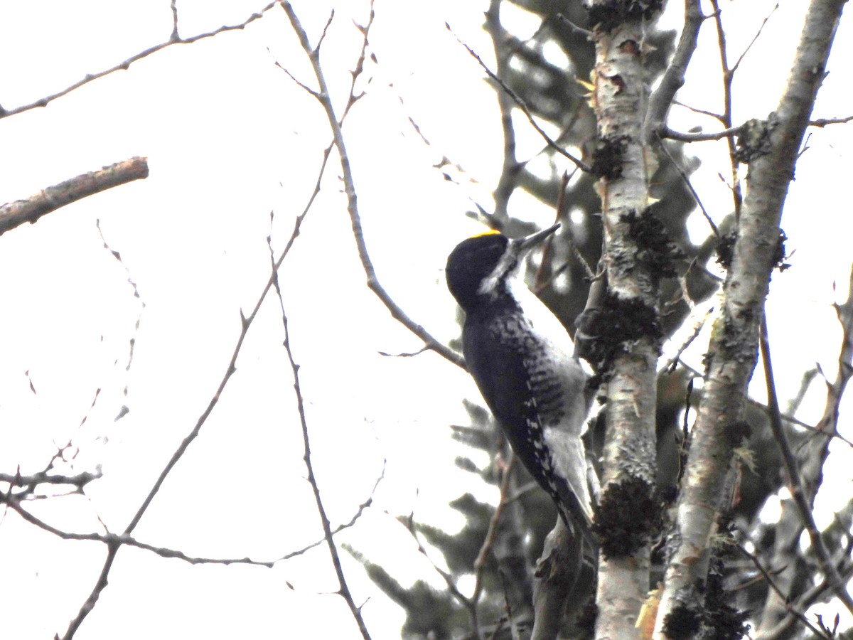 Black-backed Woodpecker - ML626472839