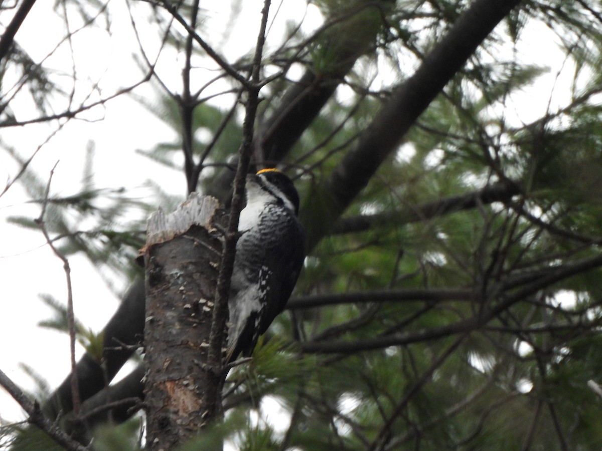 Black-backed Woodpecker - ML626472840