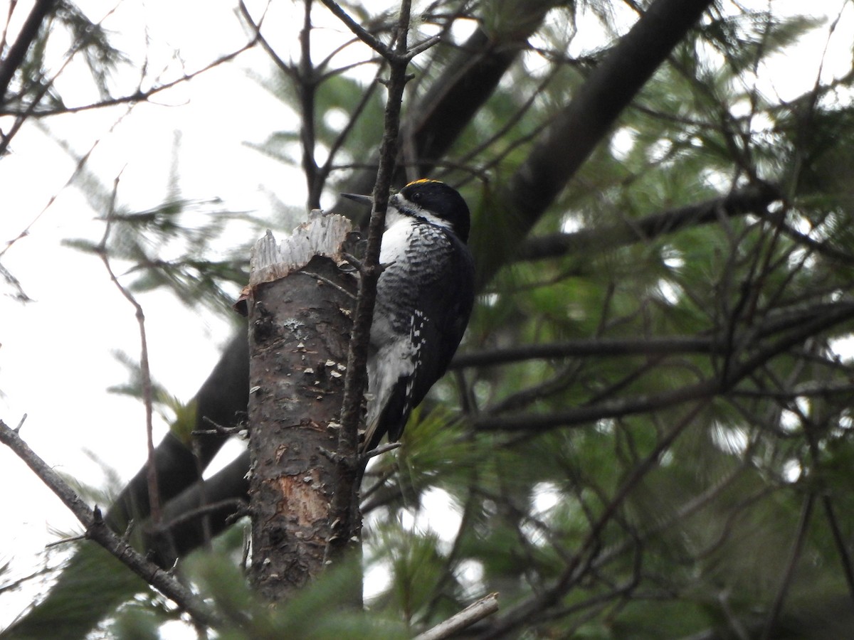 Black-backed Woodpecker - ML626472841