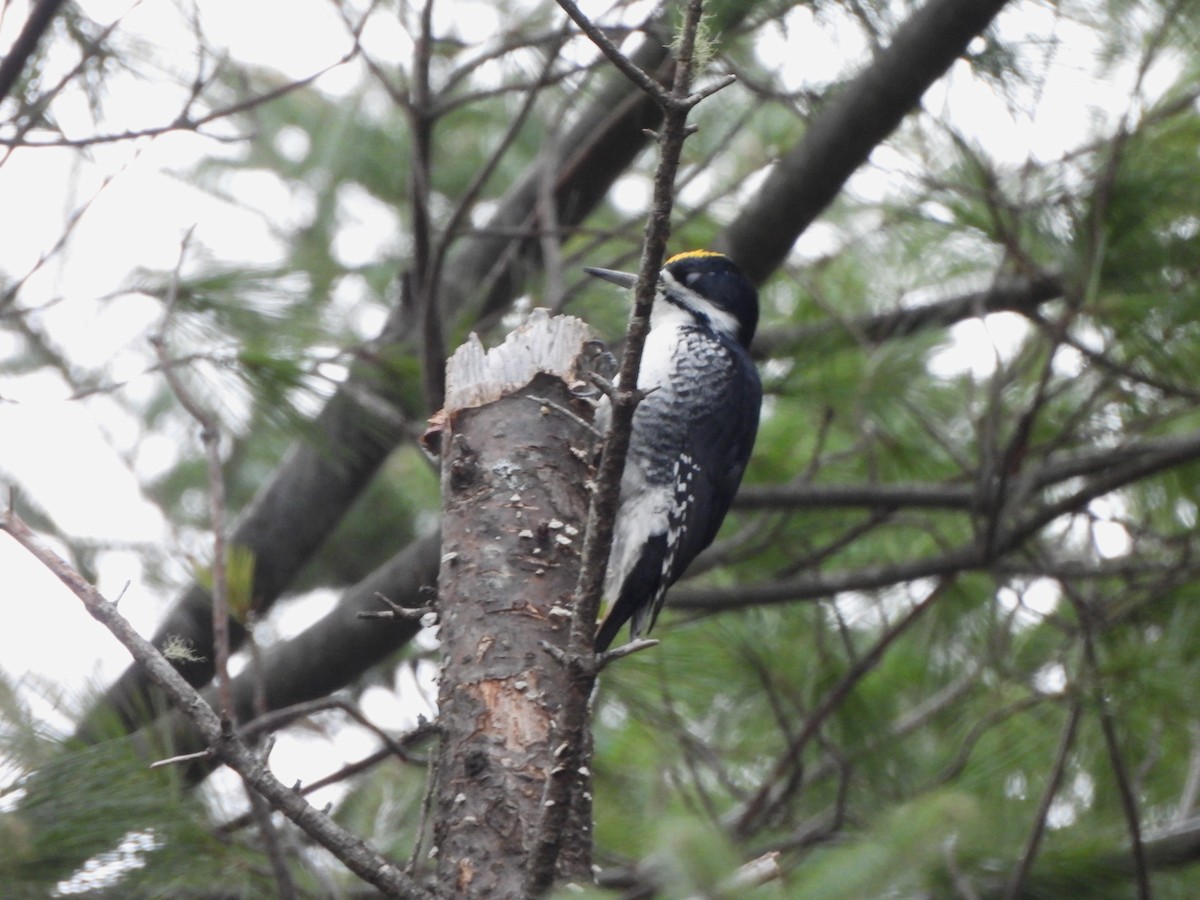 Black-backed Woodpecker - ML626472842