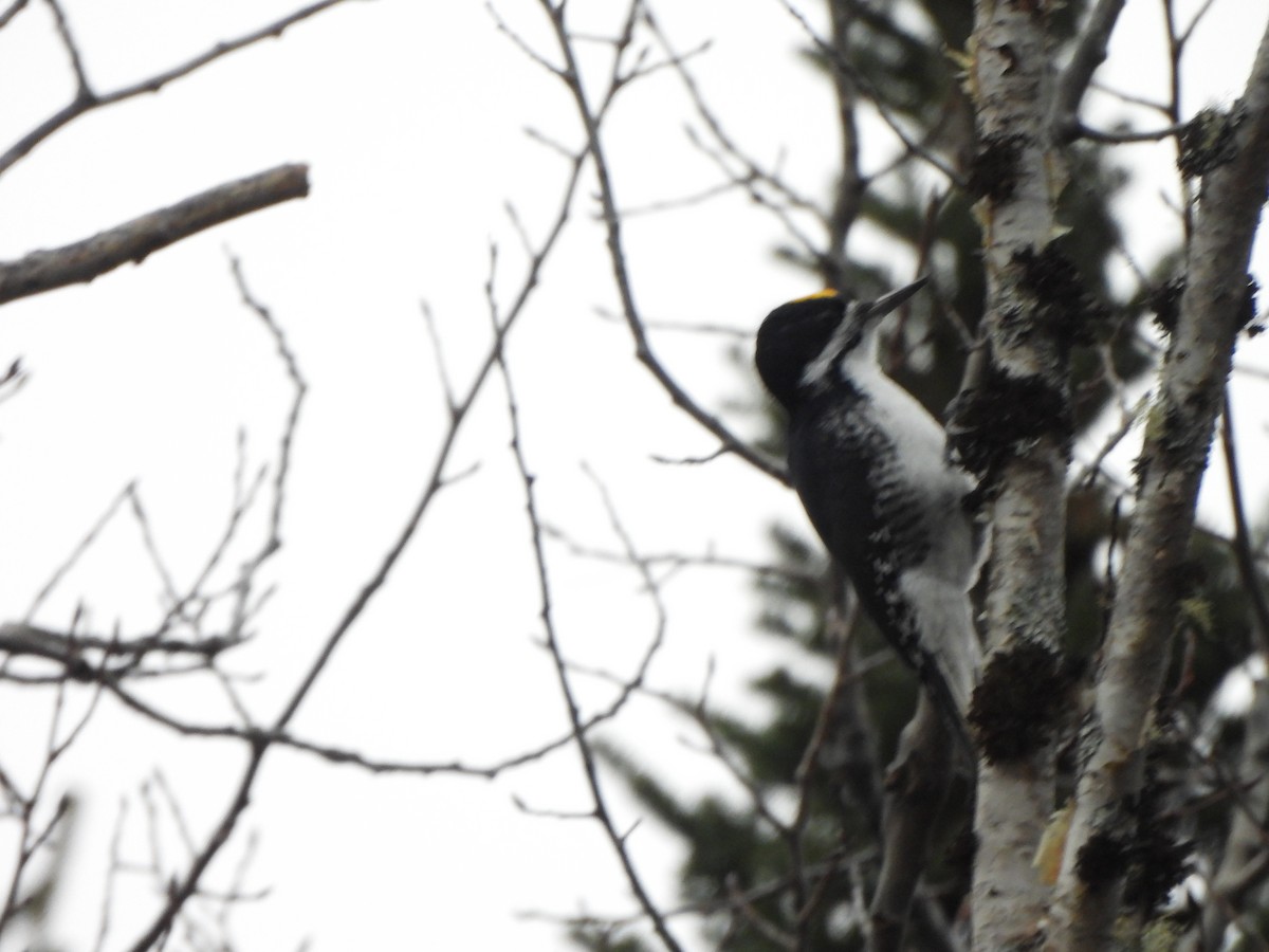 Black-backed Woodpecker - ML626472843