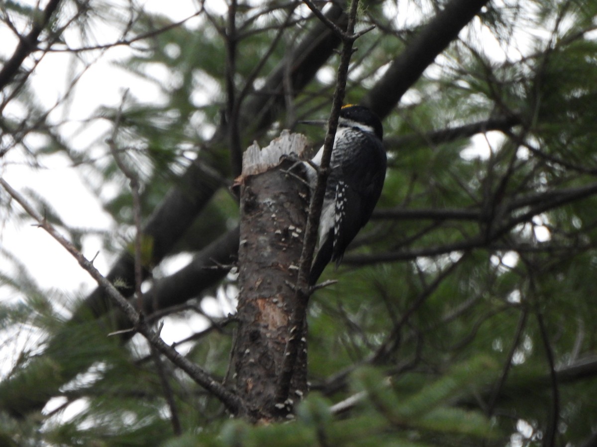 Black-backed Woodpecker - ML626472844