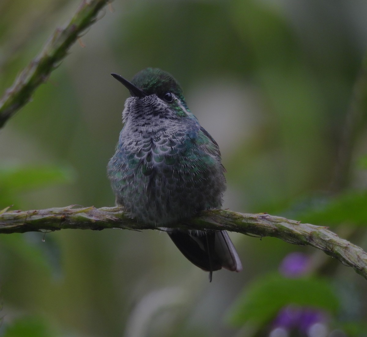 Colibri de Sybil - ML626472902