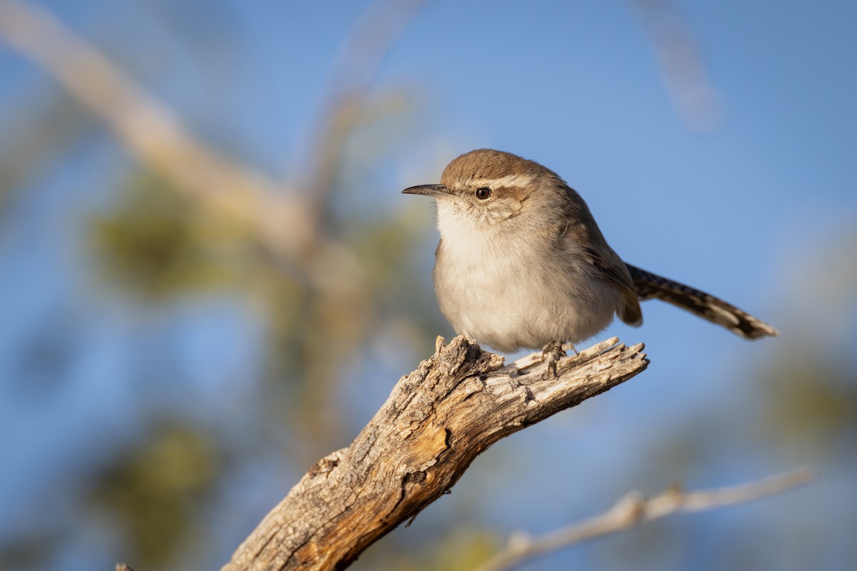 Bewick's Wren - ML626473657