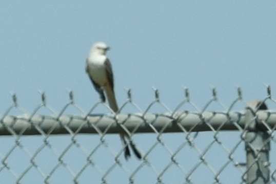 Scissor-tailed Flycatcher - ML626473737
