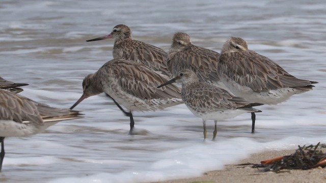 Great Knot - ML626473751