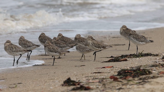 Bar-tailed Godwit (Siberian) - ML626473752