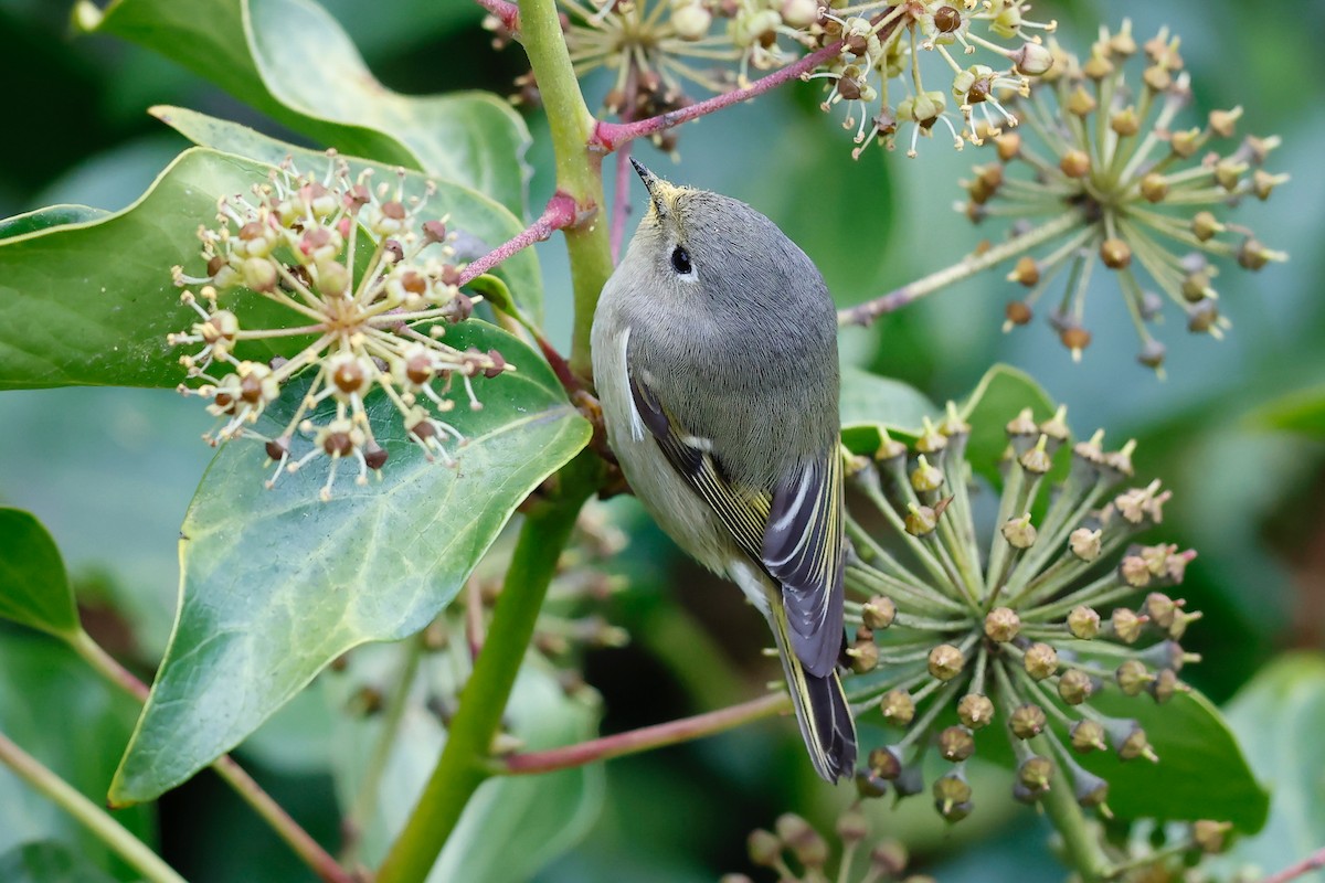 Ruby-crowned Kinglet - ML626473805