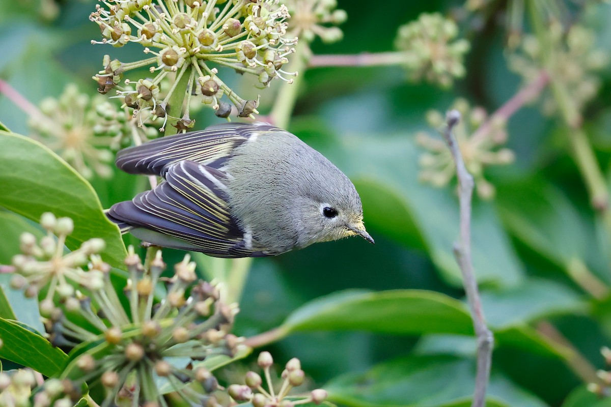 Ruby-crowned Kinglet - ML626473806