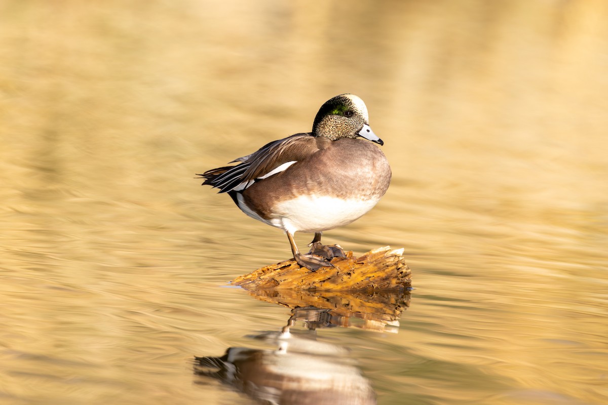 American Wigeon - ML626473857