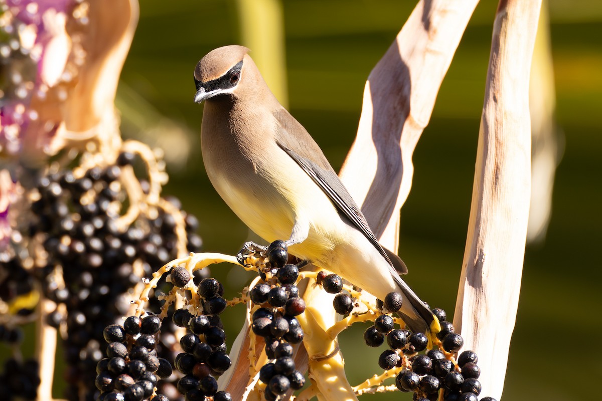 Cedar Waxwing - ML626473932