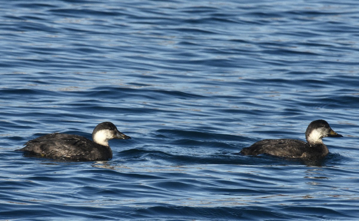 Black Scoter - ML626473974