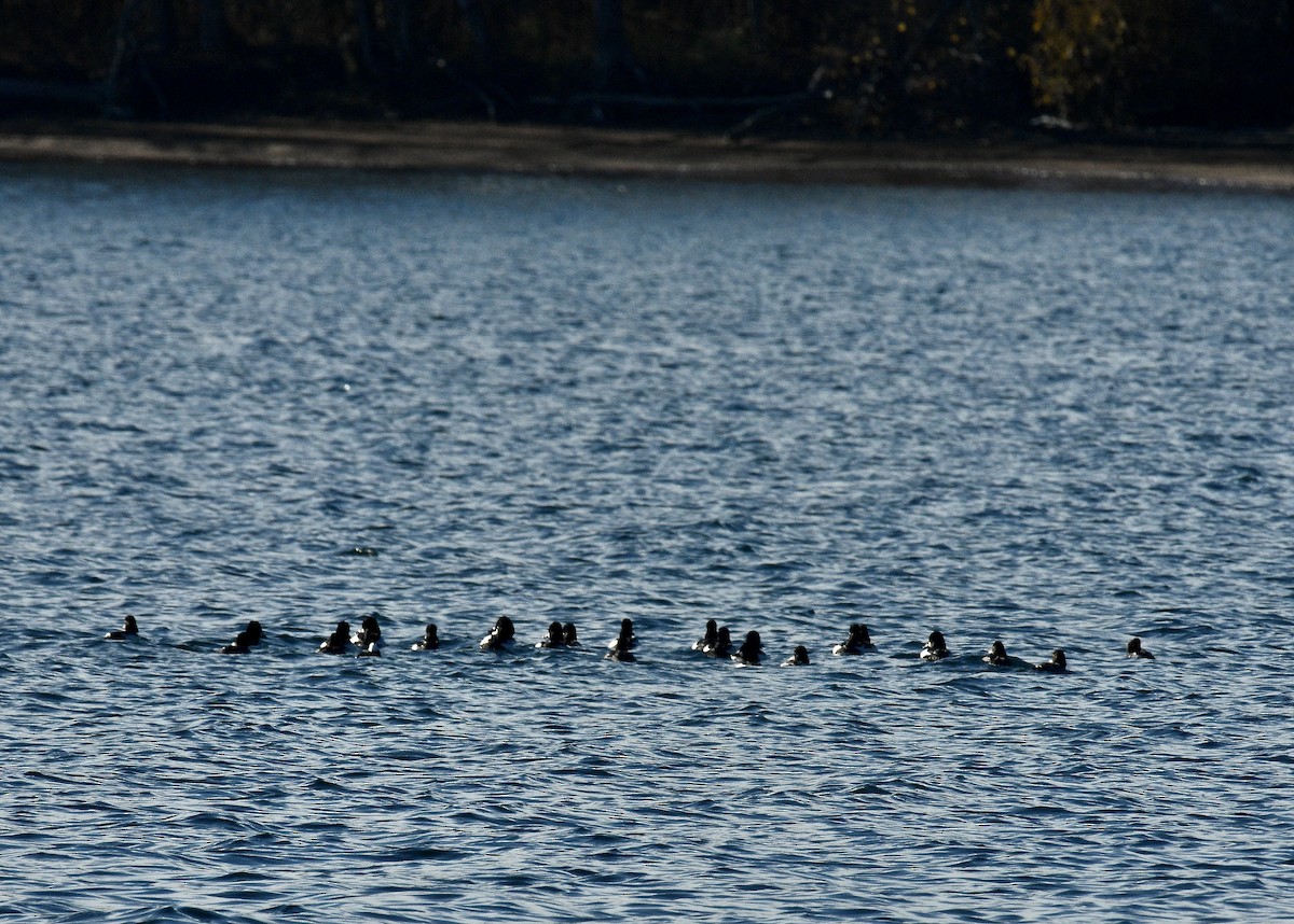 Common Goldeneye - ML626473978