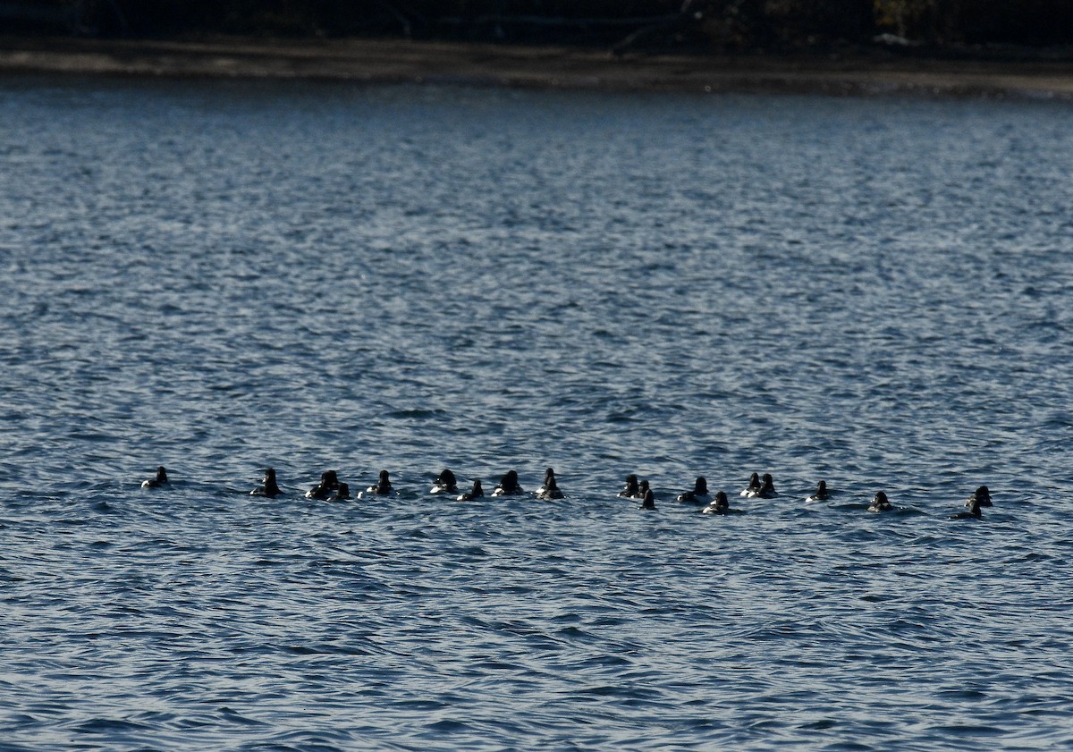 Common Goldeneye - ML626473984