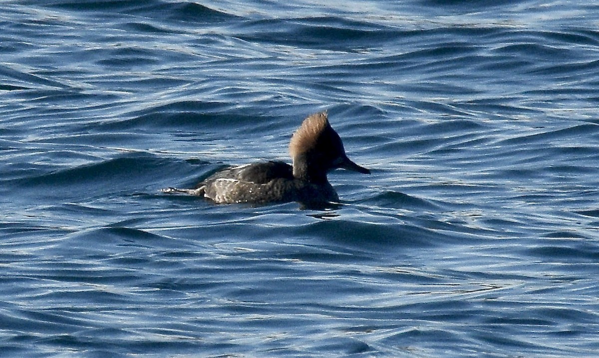 Hooded Merganser - ML626473991