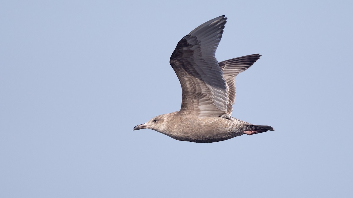 American Herring x Glaucous-winged Gull (hybrid) - ML626473997