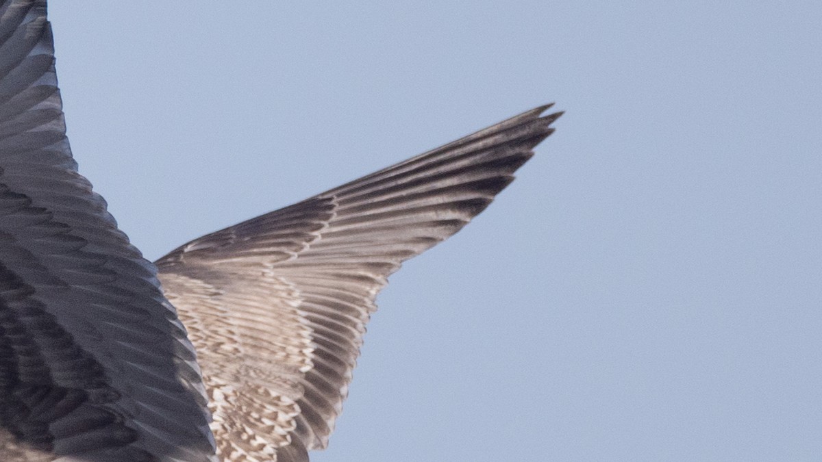 American Herring x Glaucous-winged Gull (hybrid) - ML626474012
