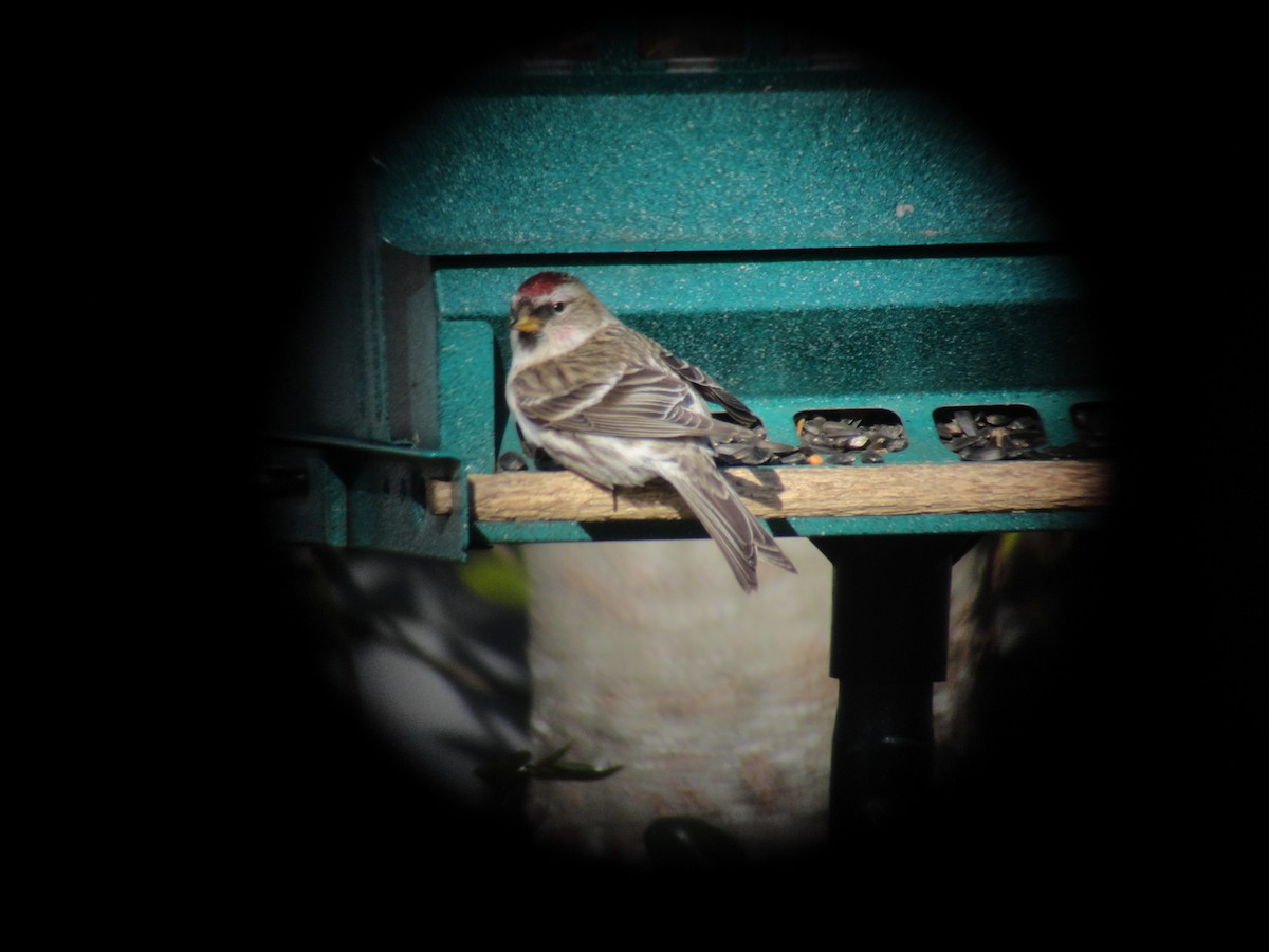 Redpoll (Common) - ML626474151