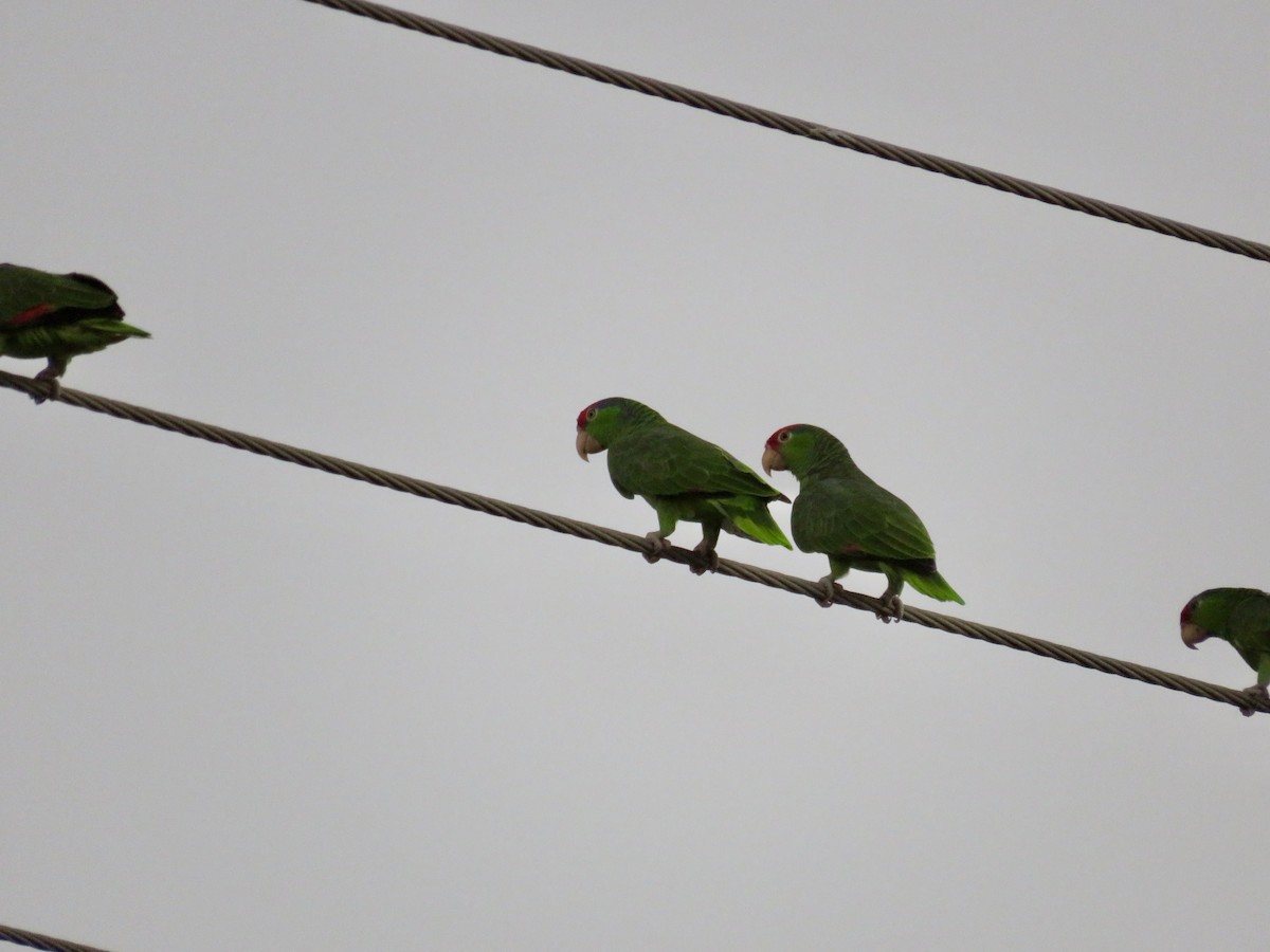 Red-crowned Amazon - ML626474232