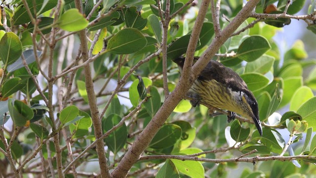 Varied Honeyeater - ML626474406