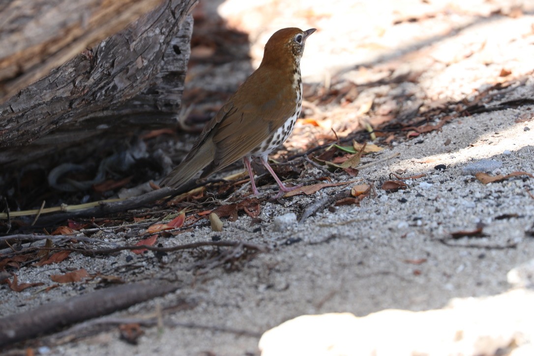 Wood Thrush - ML626474409